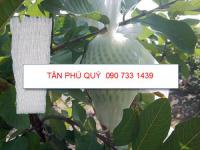 Mút bọc ổi Đài Loan